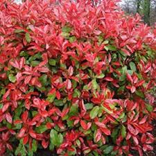 PHOTINIA SERR. RED ROBIN COMPATTA CLT 30 / 35  H 100 - 150 CM - Image 2