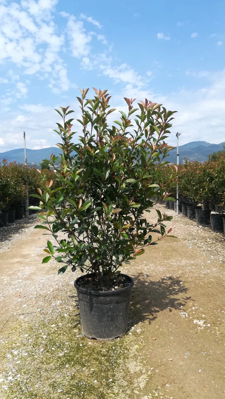 PHOTINIA SERR. RED ROBIN COMPATTA CLT 30 / 35  H 100 - 150 CM - Image 3