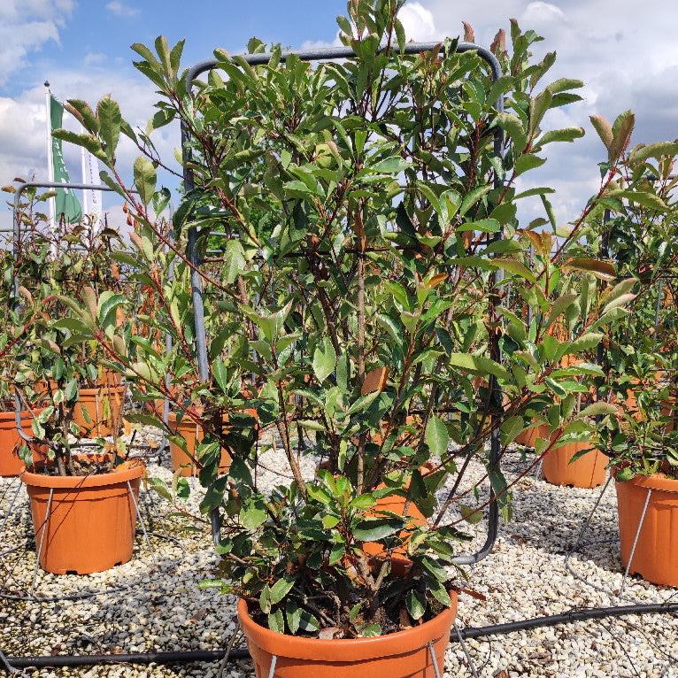 PHOTINIA SERR. RED ROBIN COMPATTA CLT 30      SPALLIERA IN METALLO 85 X 50 CM - Image 2