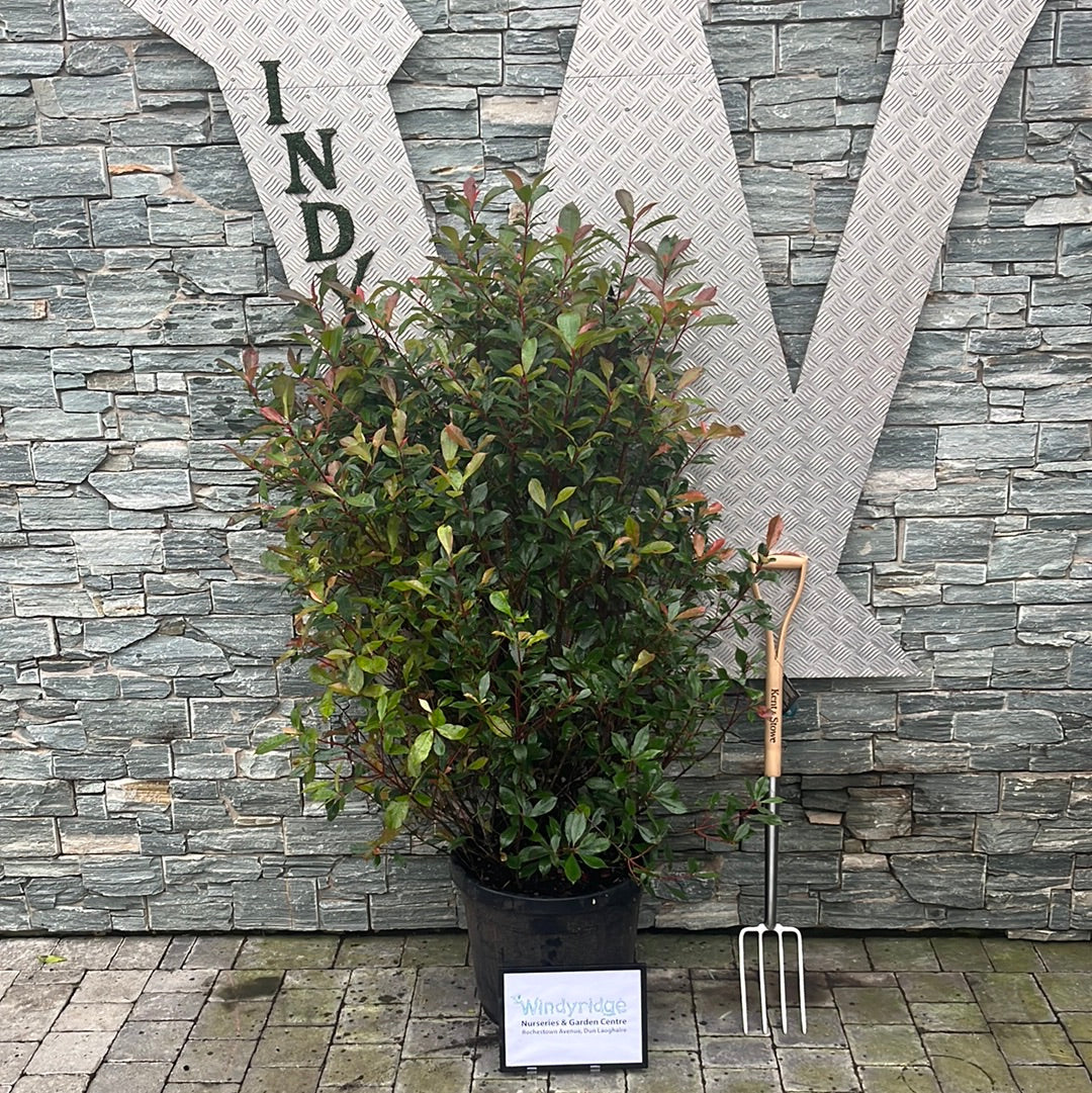 Photinia