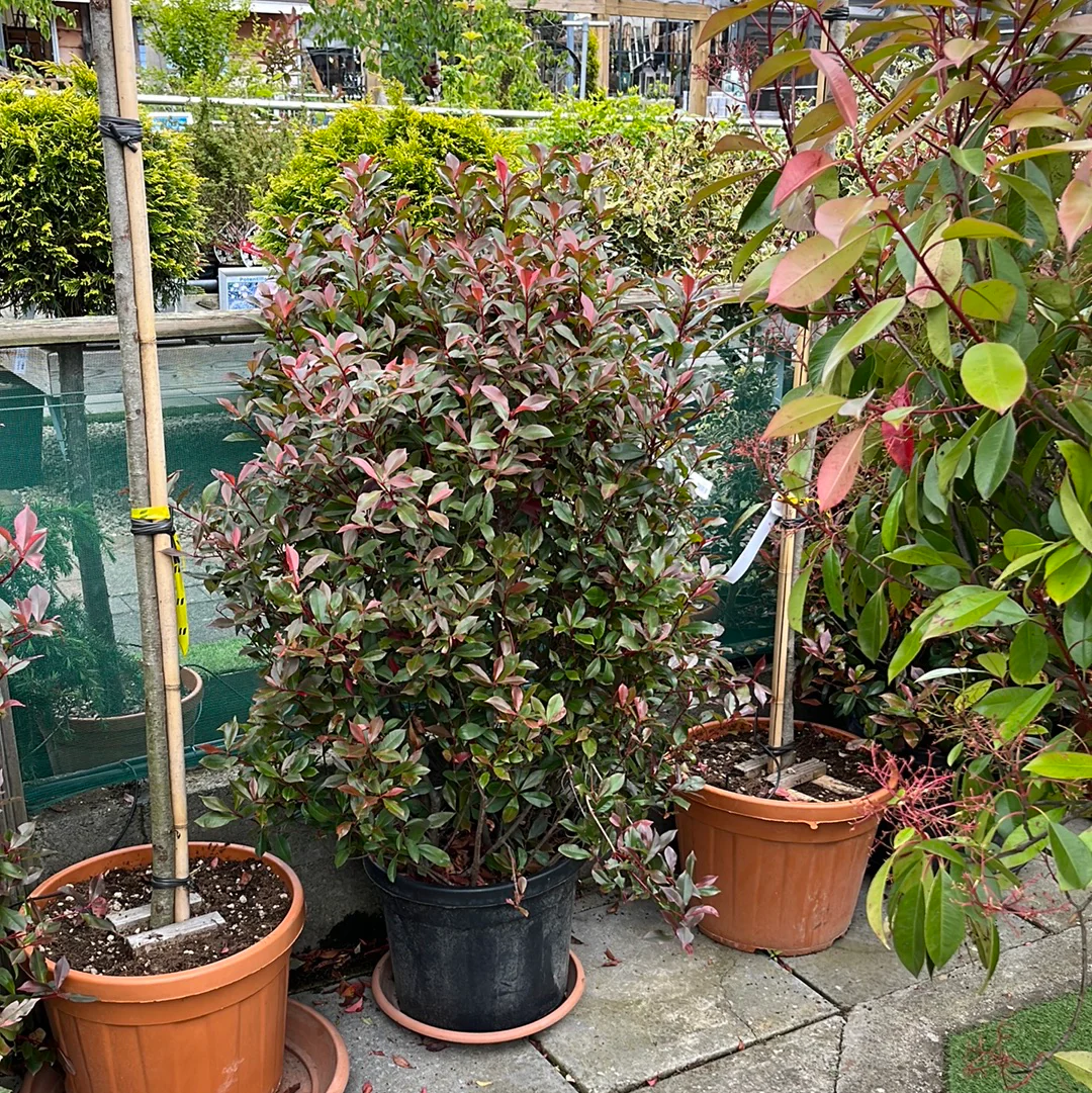 PHOTINIA SERR. RED ROBIN COMPATTA CLT 45 H 125 - 150 CM - Image 4