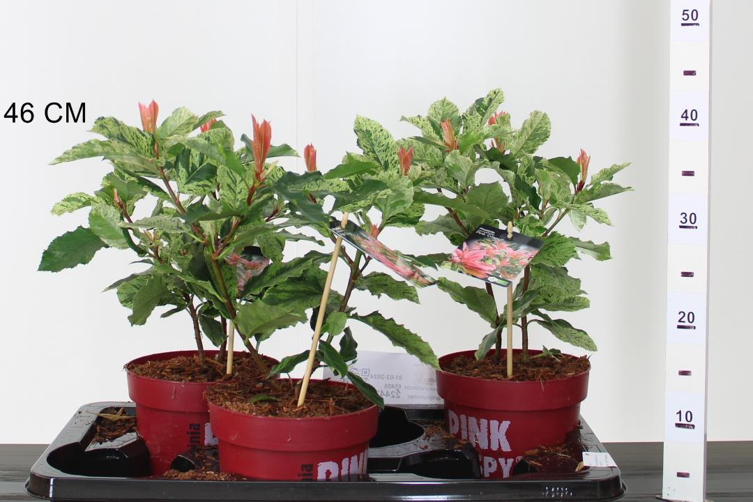 Photinia serratifolia Pink crispy - Image 3