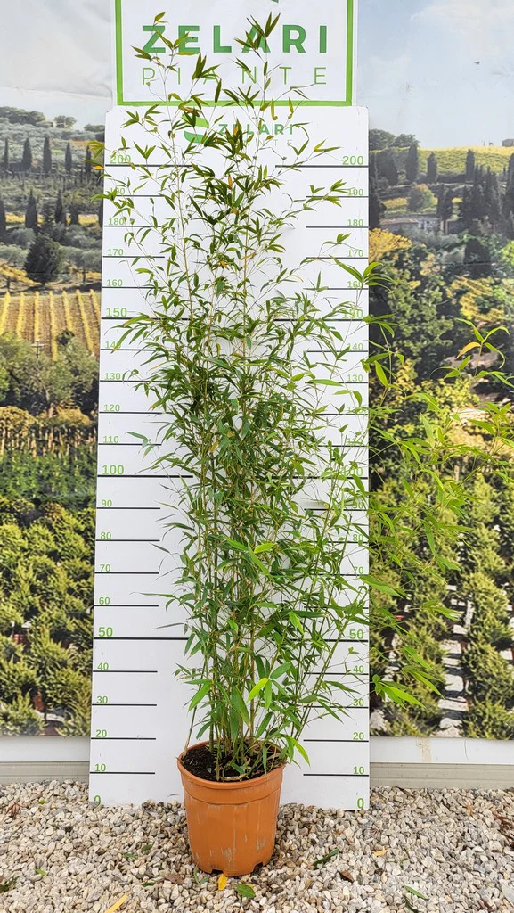 PHYLLOSTACHYS AUREA CLT 10 H 200 CM