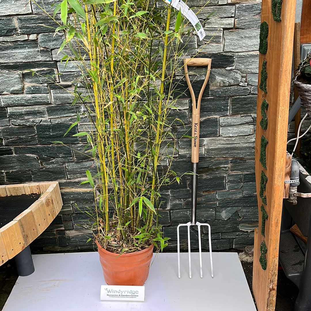 PHYLLOSTACHYS AUREA CLT 12 VASO ROSSO H 150 - 200 CM - Image 2