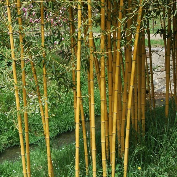 PHYLLOSTACHYS AUREA CLT 12 VASO ROSSO H 150 - 200 CM - Image 2