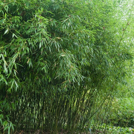 PHYLLOSTACHYS BISSETII CLT 10 H 100 - 150 CM - Image 2