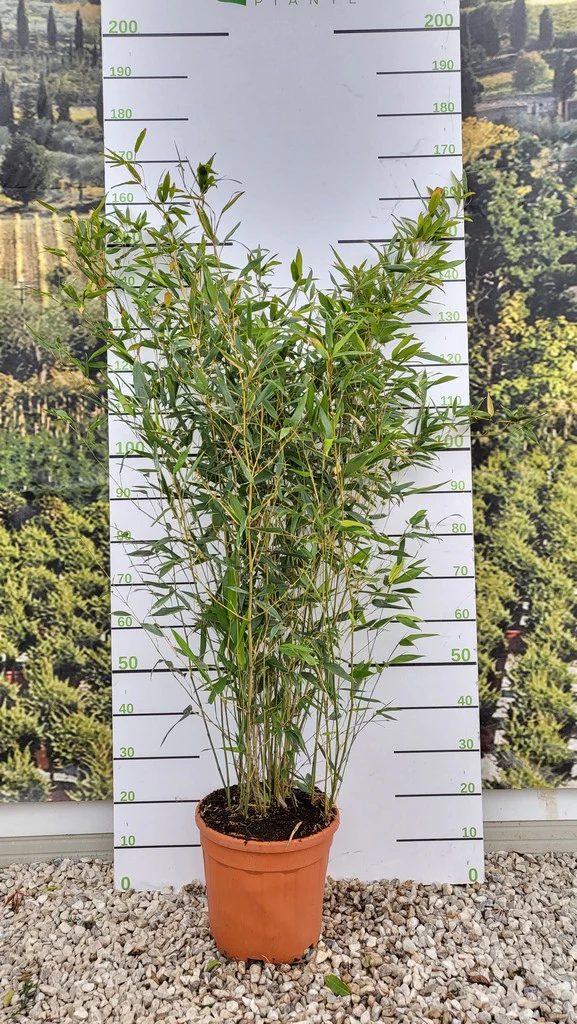 PHYLLOSTACHYS BISSETII CLT 10 H 100 - 150 CM - Image 3