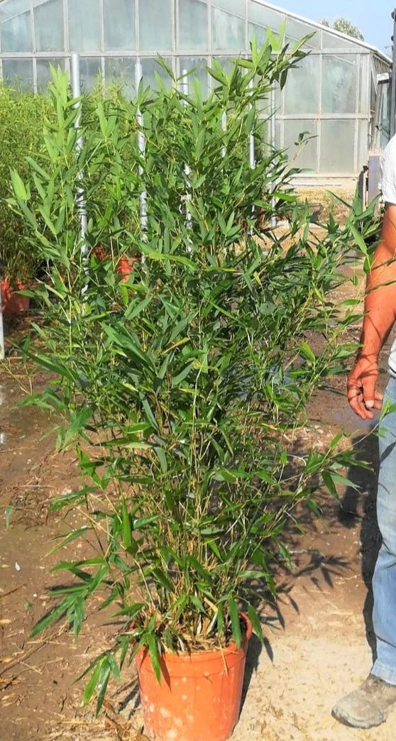 PHYLLOSTACHYS BISSETII CLT 12 H 125 - 150 CM