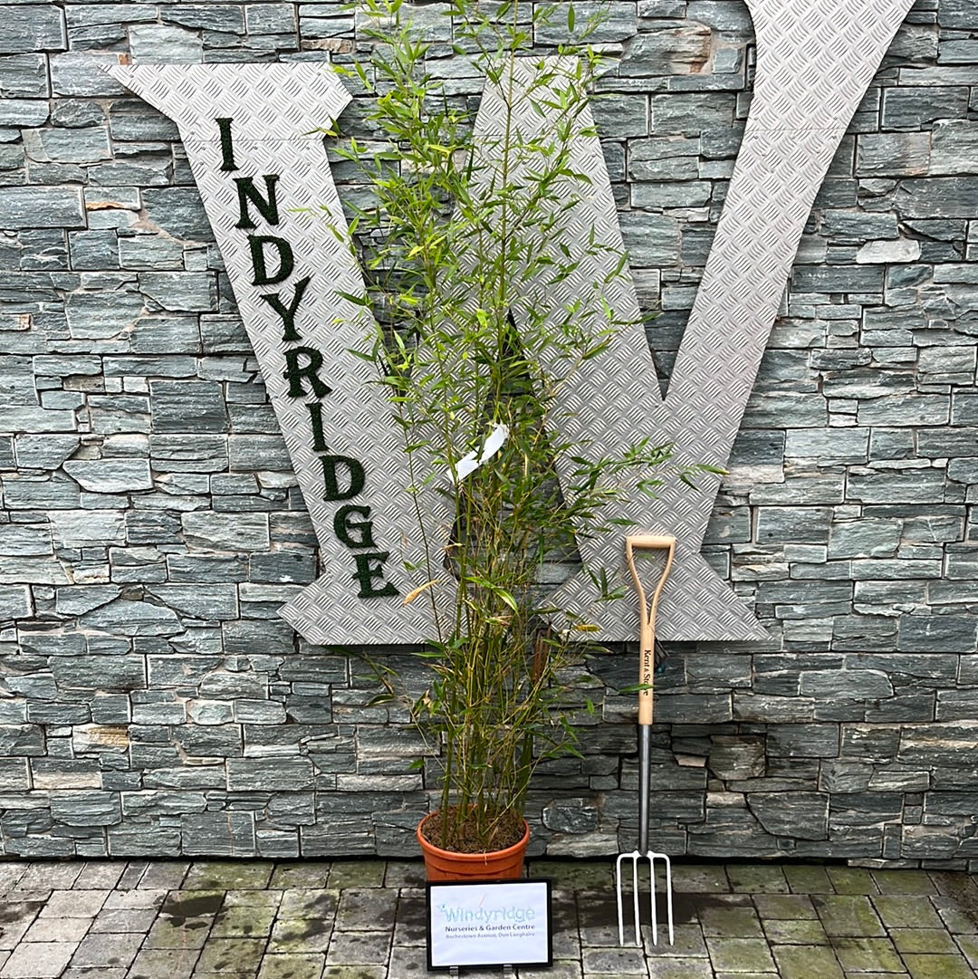 PHYLLOSTACHYS BISSETII CLT 12 VASO ROSSO H 125 - 150 CM - Image 2