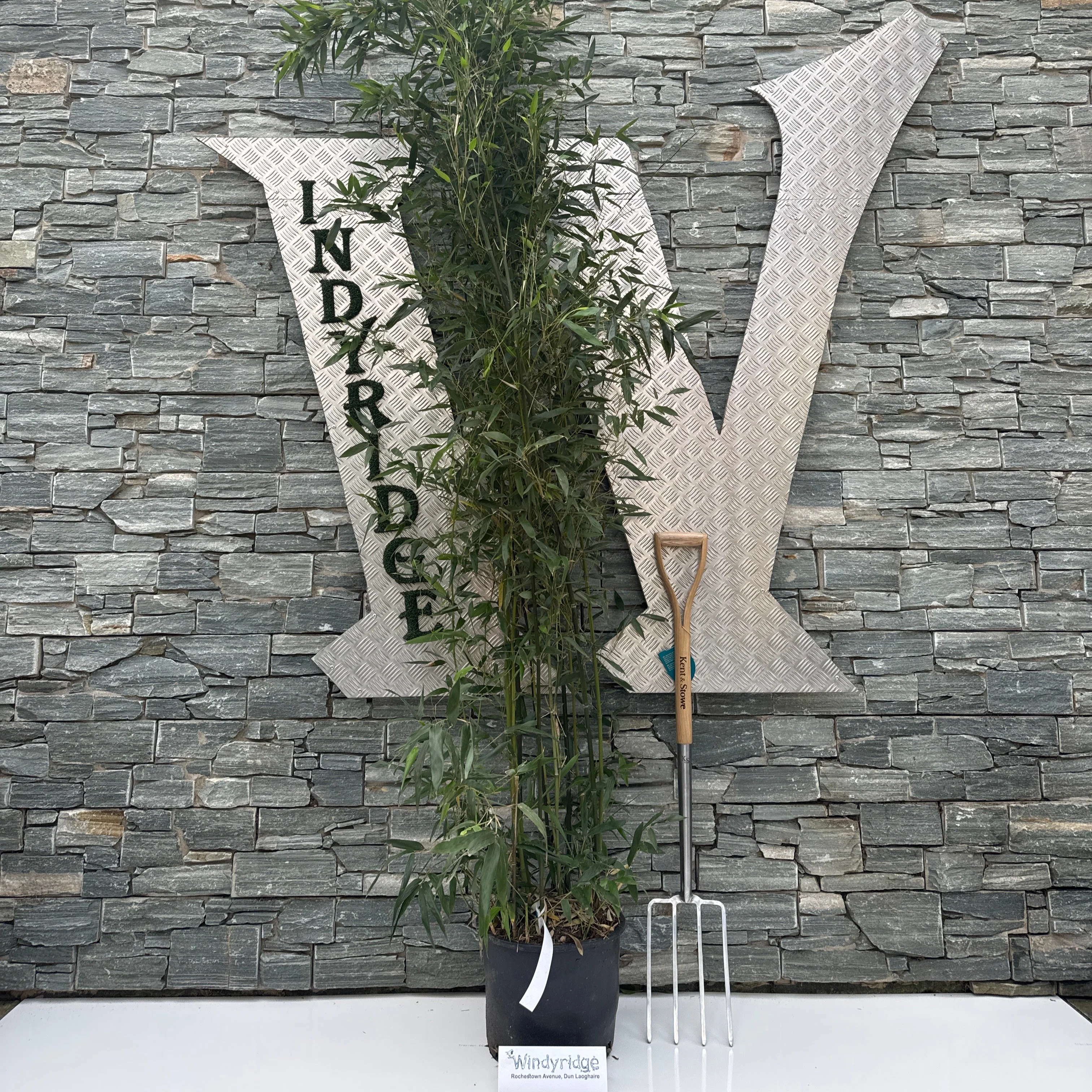 PHYLLOSTACHYS BISSETII CLT 18 H 200 - 250 CM