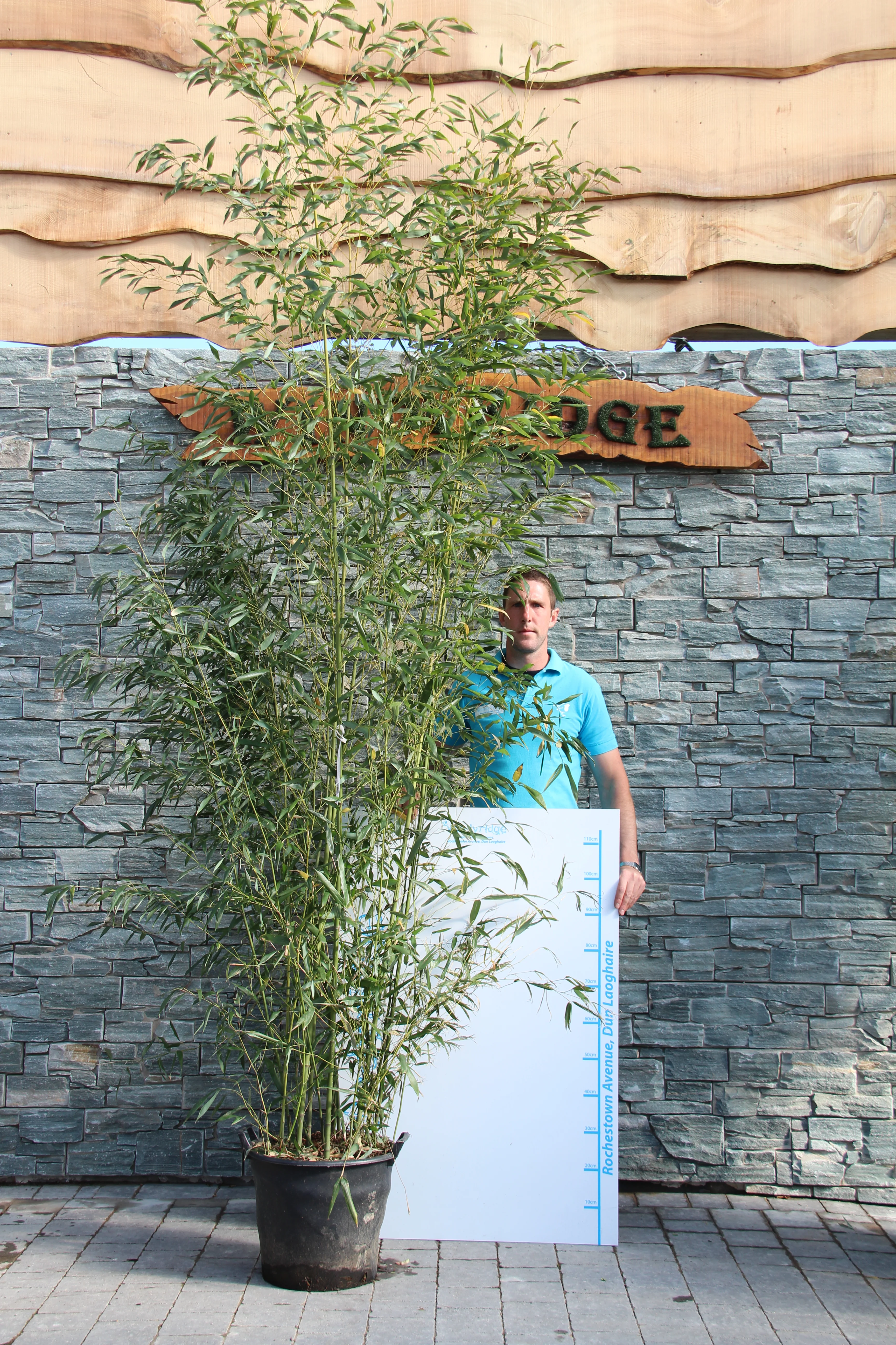 PHYLLOSTACHYS BISSETII CLT 30H 200-250CM