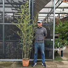 PHYLLOSTACHYS NIGRA CLT 12 H 150 - 200 CM