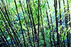 PHYLLOSTACHYS NIGRA CLT 18 H 150 - 200 CM