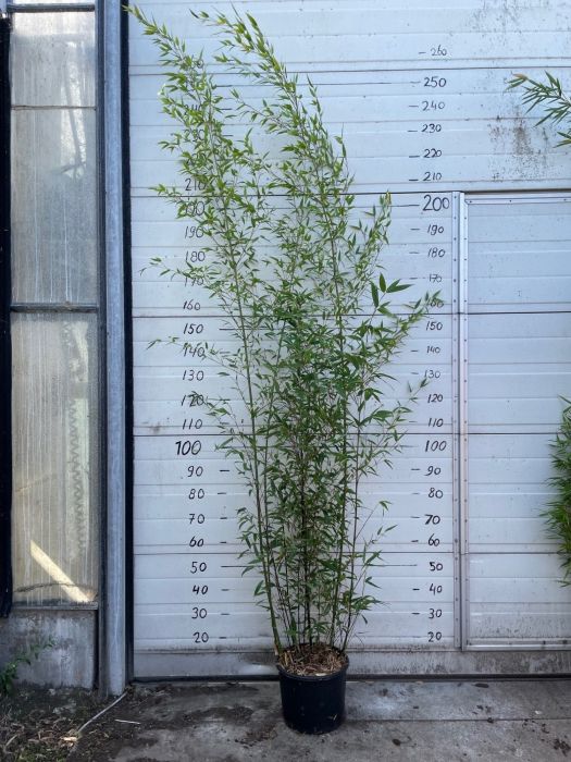 PHYLLOSTACHYS NIGRA HENONIS CLT 30 H 200 - 250 CM