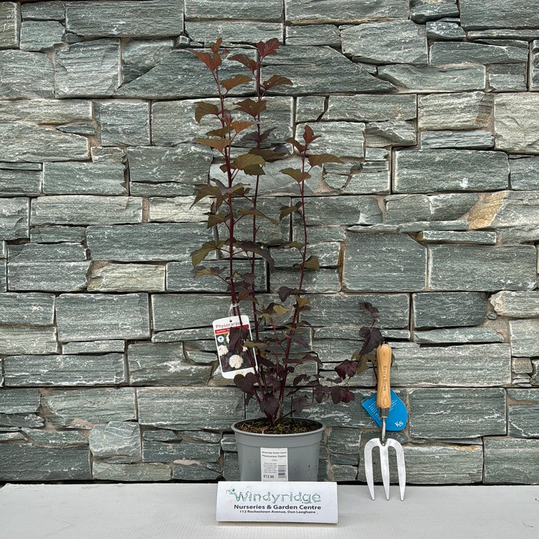 Physocarpus Diabilo - Image 3