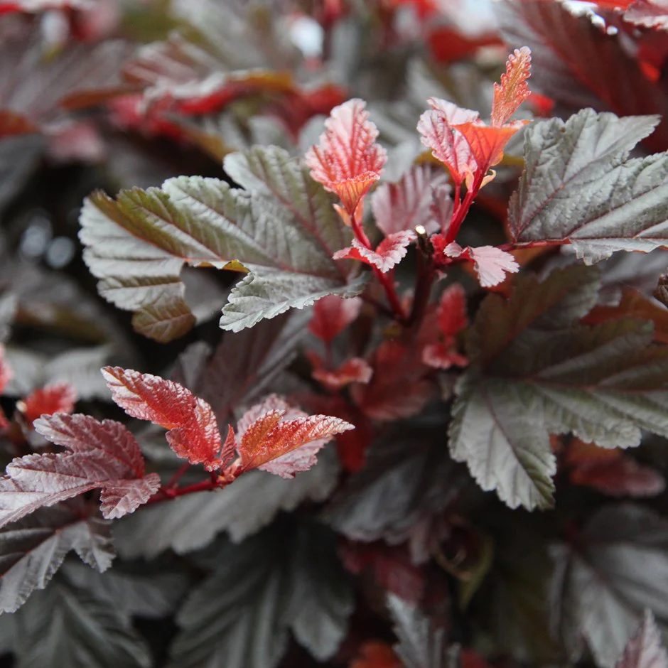 PHYSOCARPUS O. LITTLE ANGEL