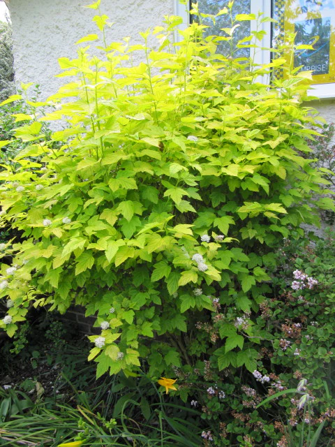 Physocarpus opulus Darts Gold - Image 3
