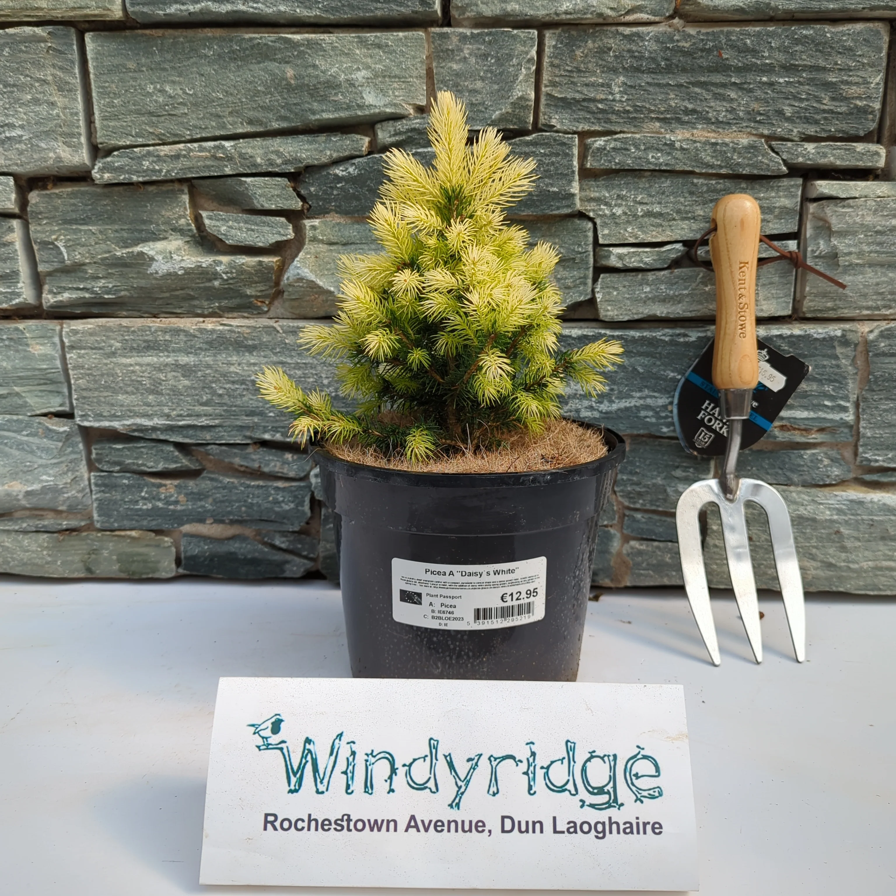 Picea Daisy`s White