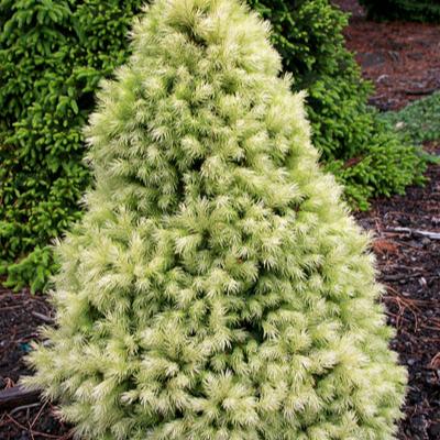 Picea Daisy`s White - Image 2