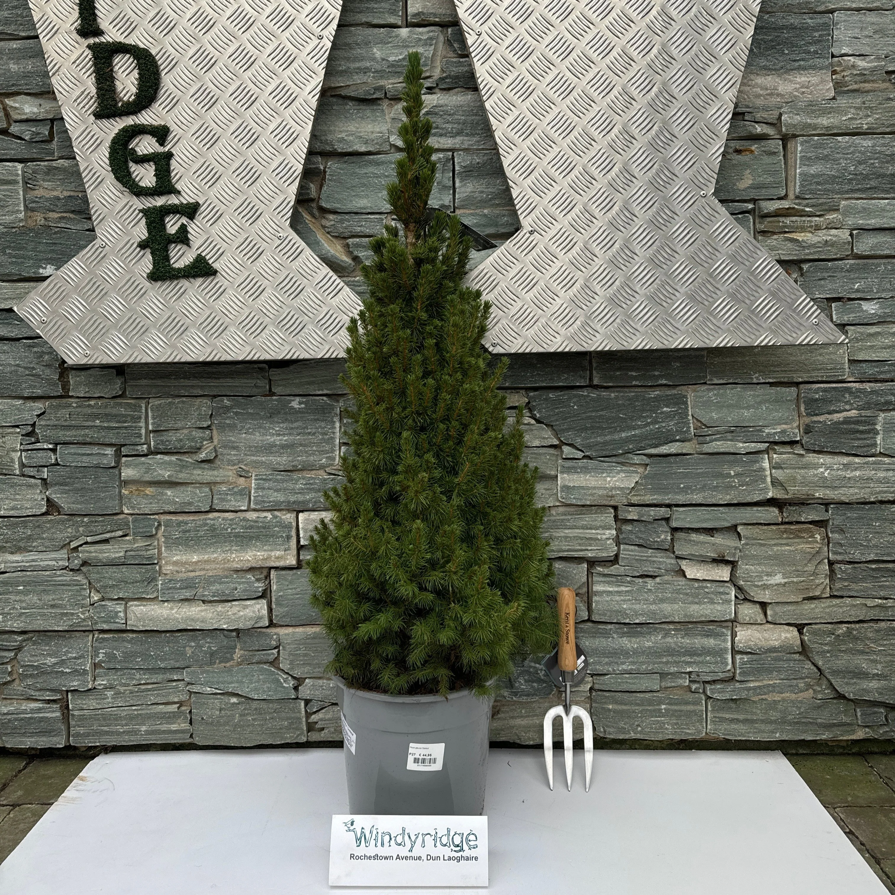 Picea glauca Conica - Image 2