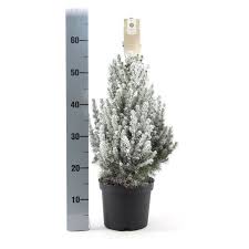 Picea glauca December C1.5 + snow - Image 2