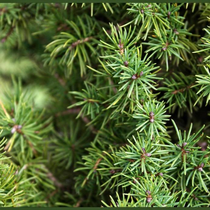 Picea glauca Perfecta X-mas C3, golden pot