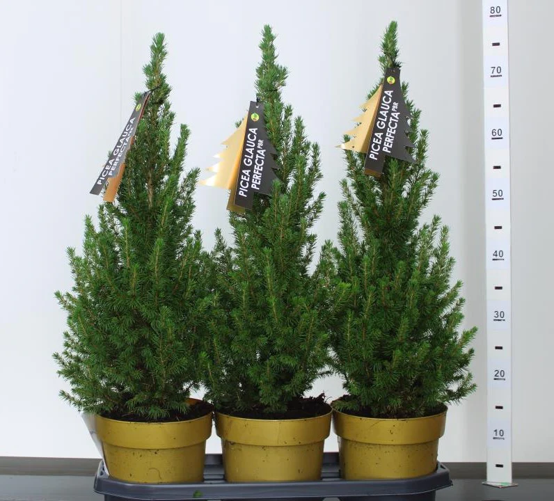 Picea glauca Perfecta X-mas C3, golden pot - Image 2