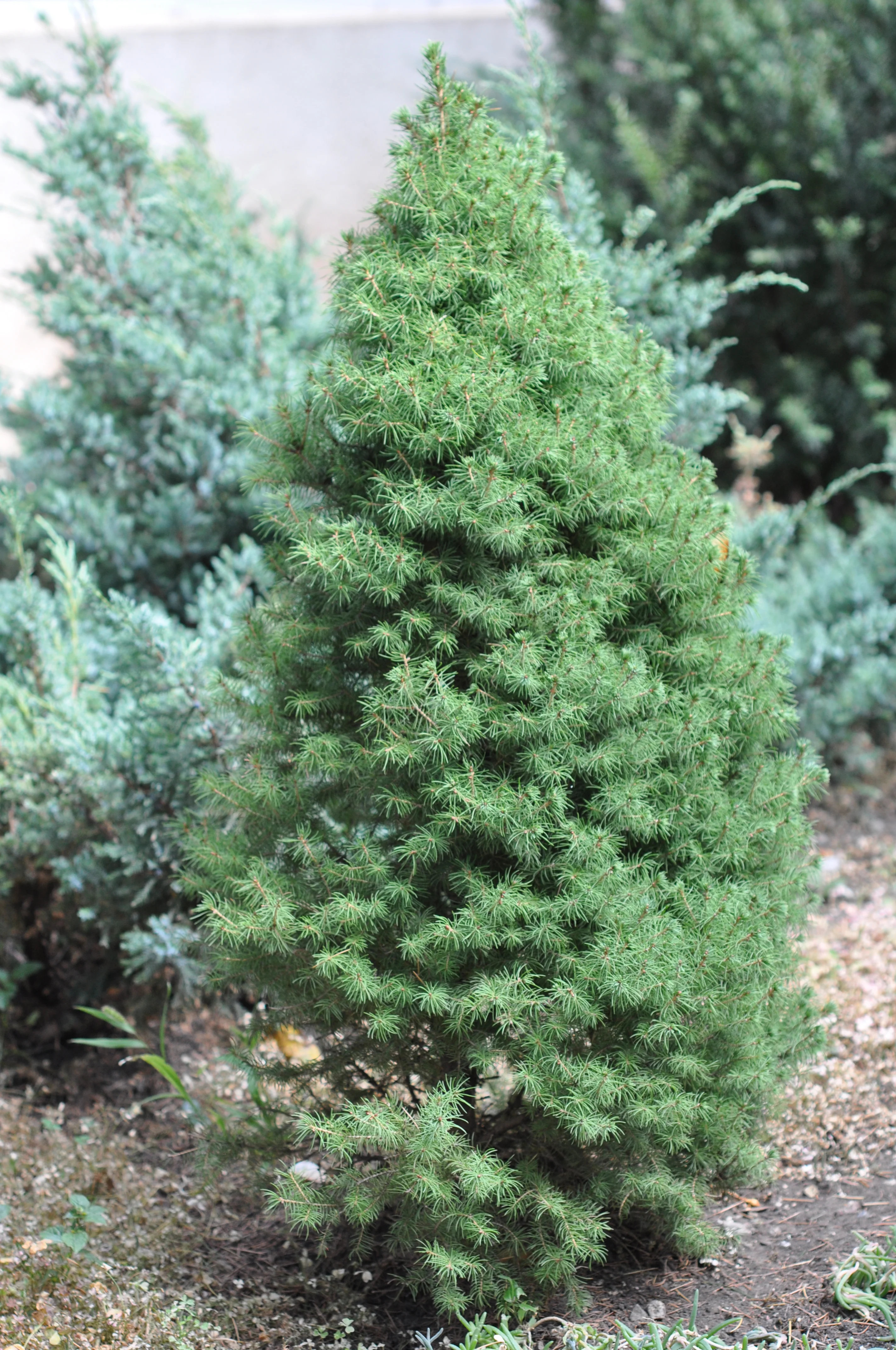 Picea glauca Perfecta X-mas C3, golden pot - Image 3
