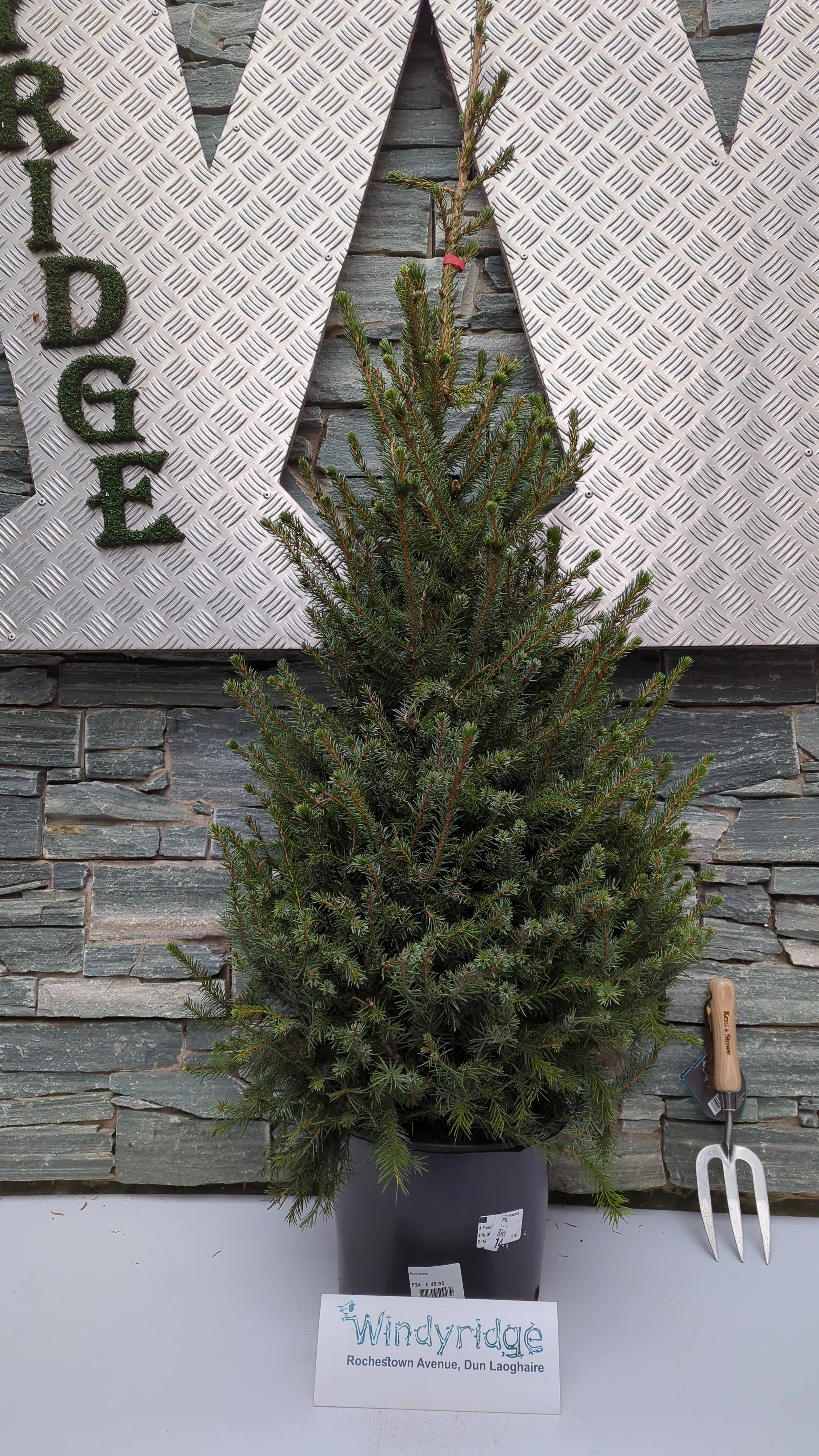 Picea omorika +- 100 cm - Image 3