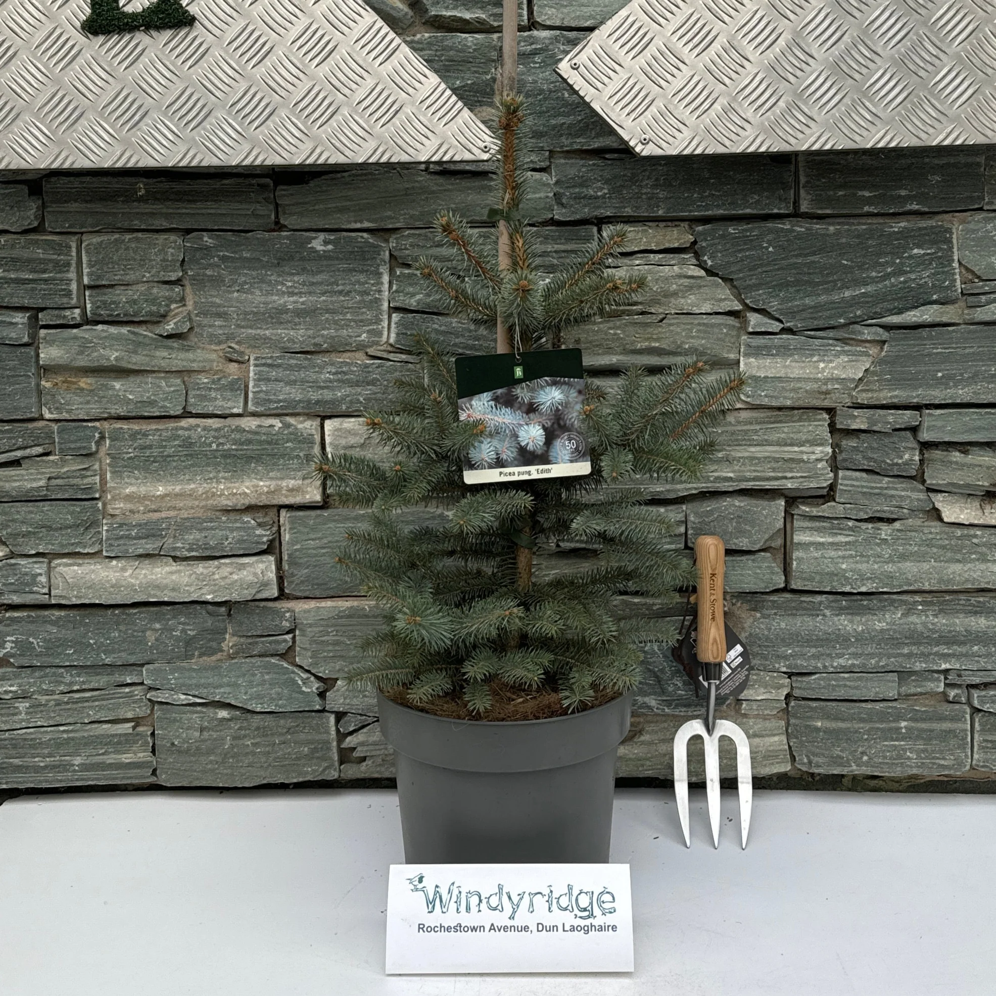 Picea pungens Edith  50-60 CM C7.5