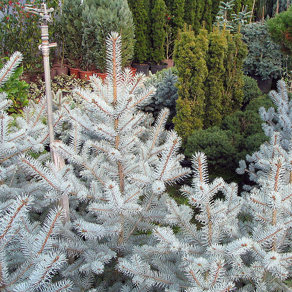 Picea pungens Edith  50-60 CM C7.5 - Image 2