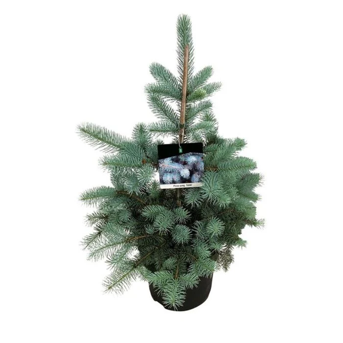 Picea pungens Edith  50-60 CM C7.5 - Image 3