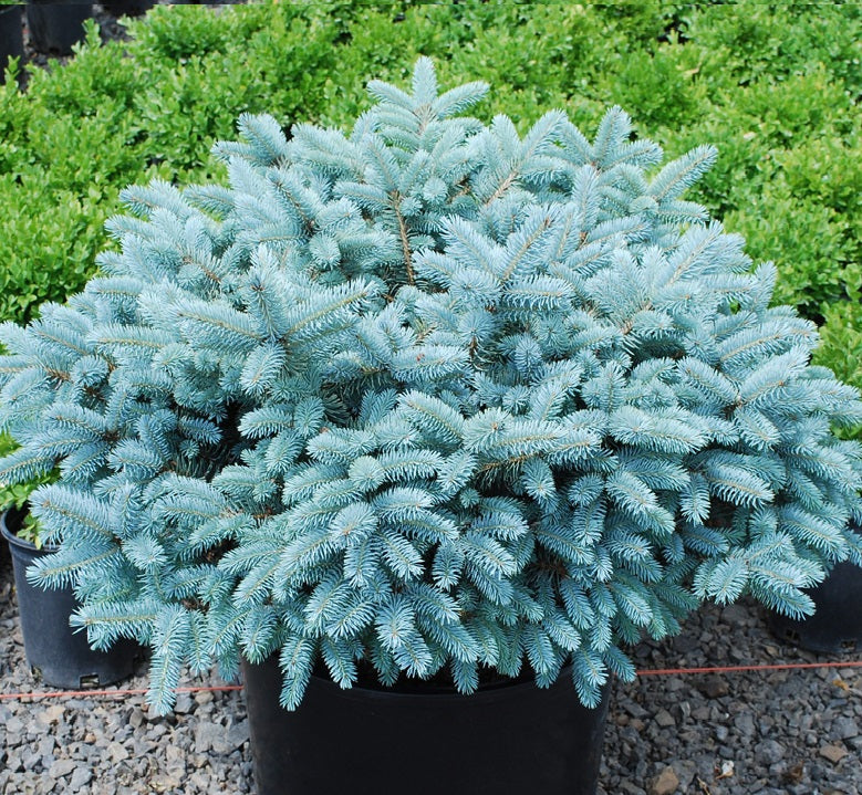 Picea pungens  Glauca Globosa