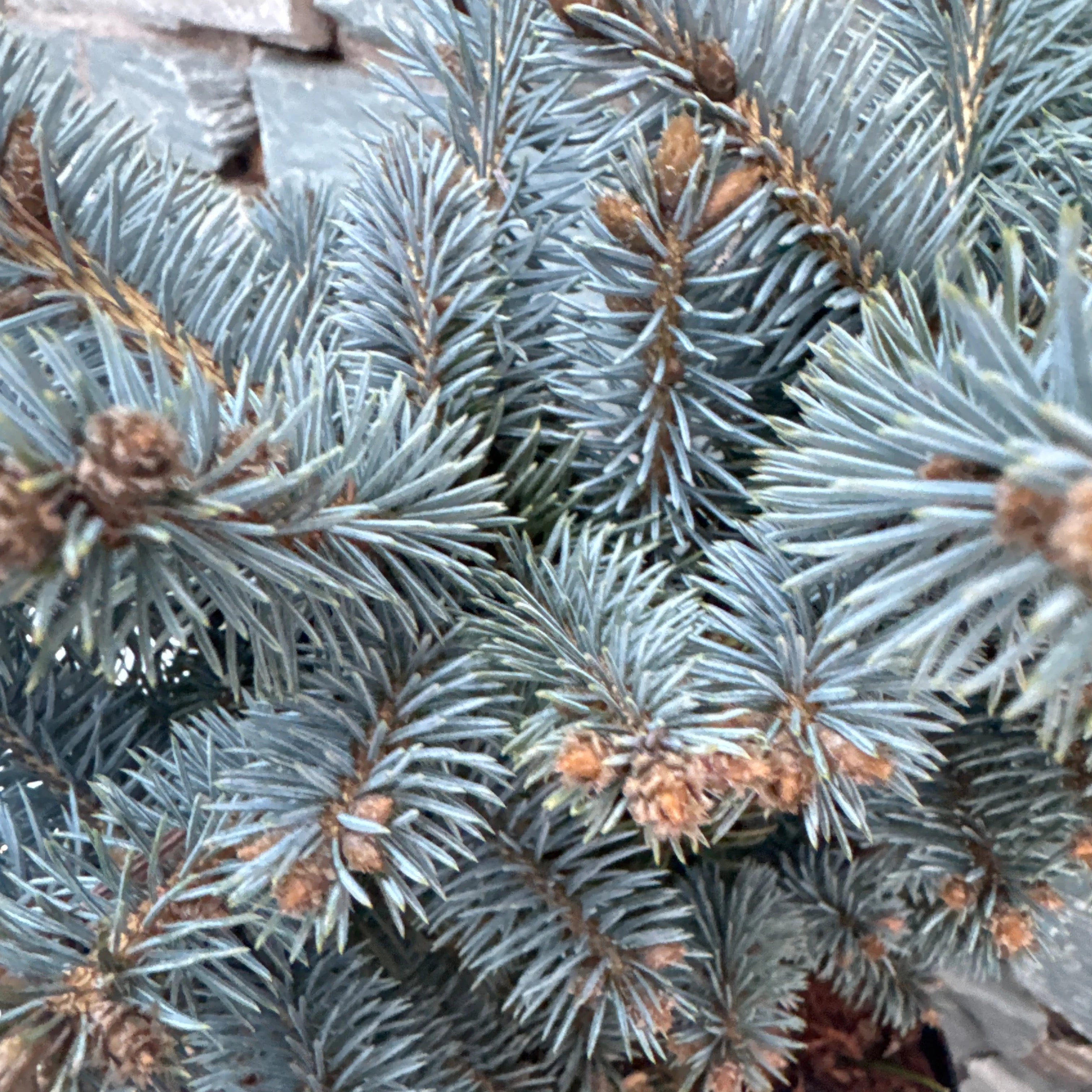 Picea pungens Glauca Globosa  20-25 CM C5 - Image 2