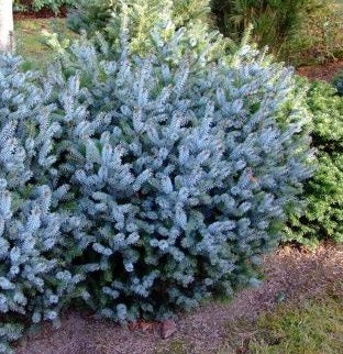 Picea sitchensis Silberzwerg