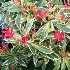 Pieris Flaming Silver 1 Ltr