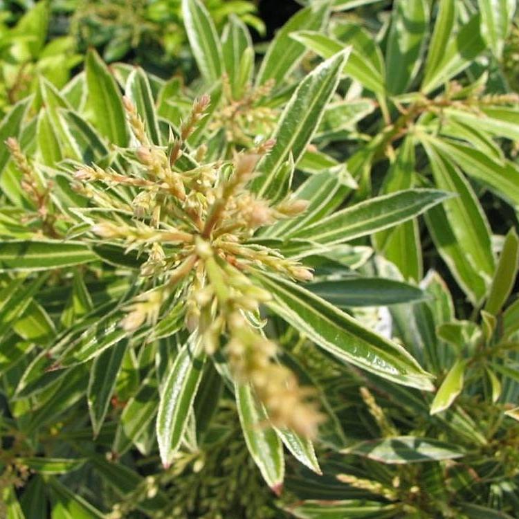 Pieris Flaming Silver 20-30 CM C2