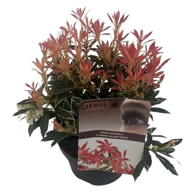 Pieris Flaming Silver 20-30 CM C2 - Image 3