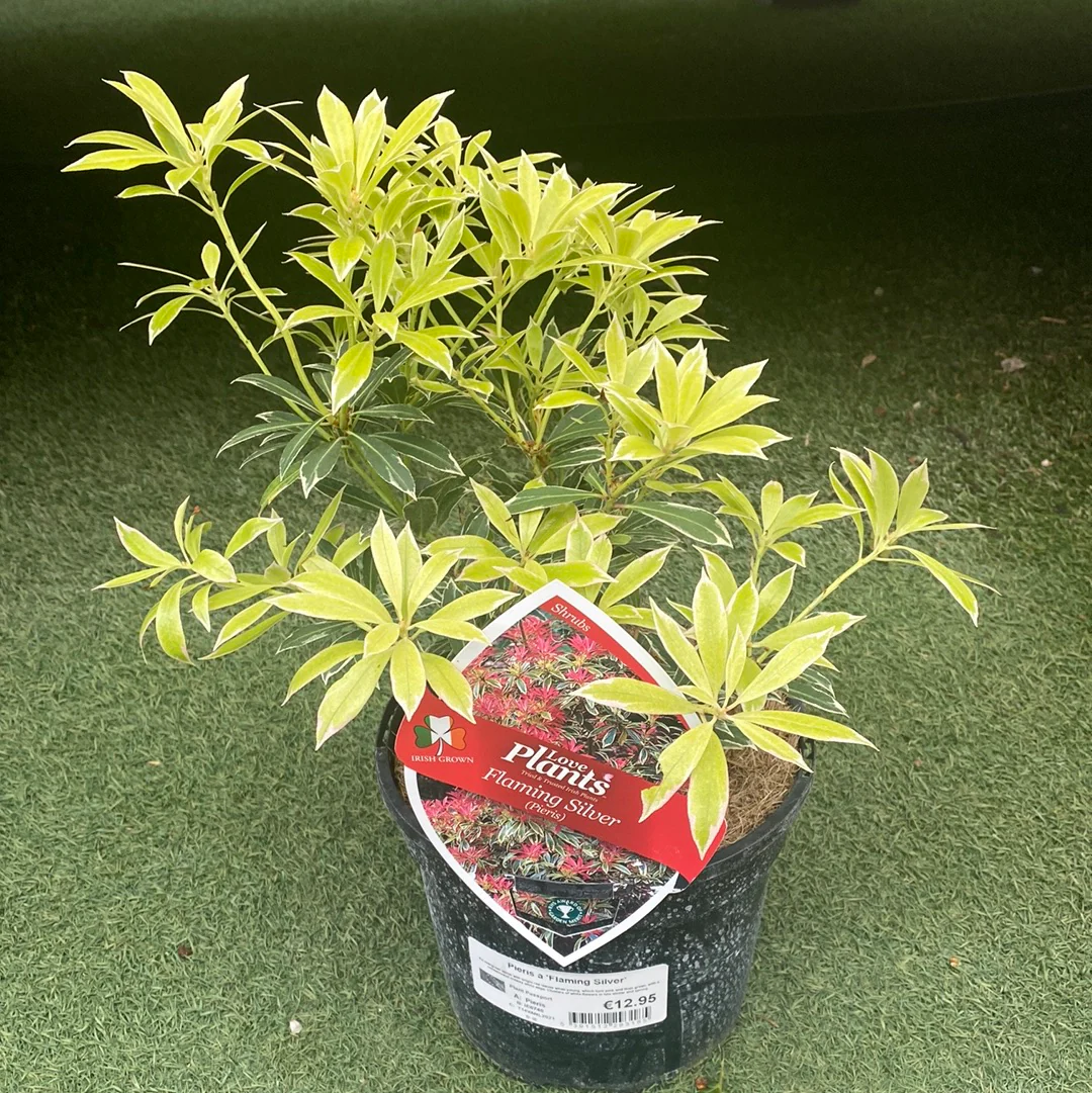 Pieris Flaming Silver - Image 4
