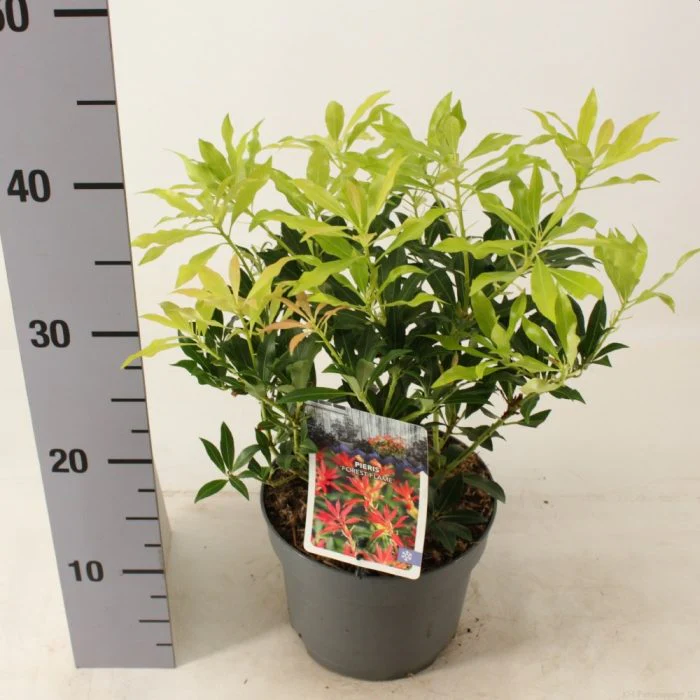 Pieris Forest Flame - Image 2