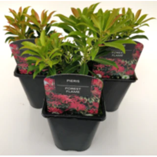 Pieris Forest Flame 1 Ltr