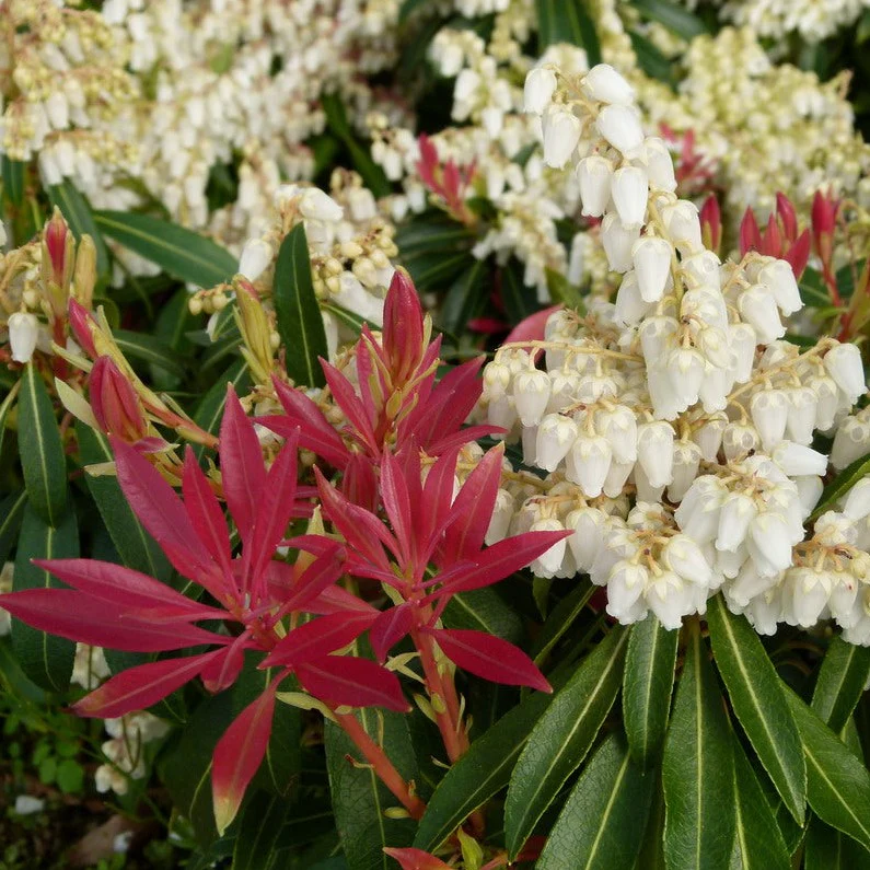Pieris Forest Flame