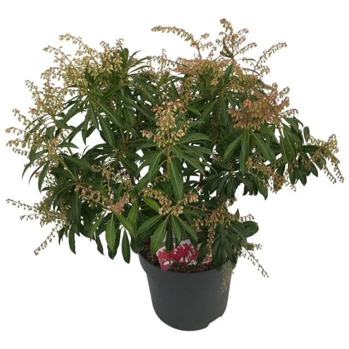 Pieris Forest Flame - Image 2
