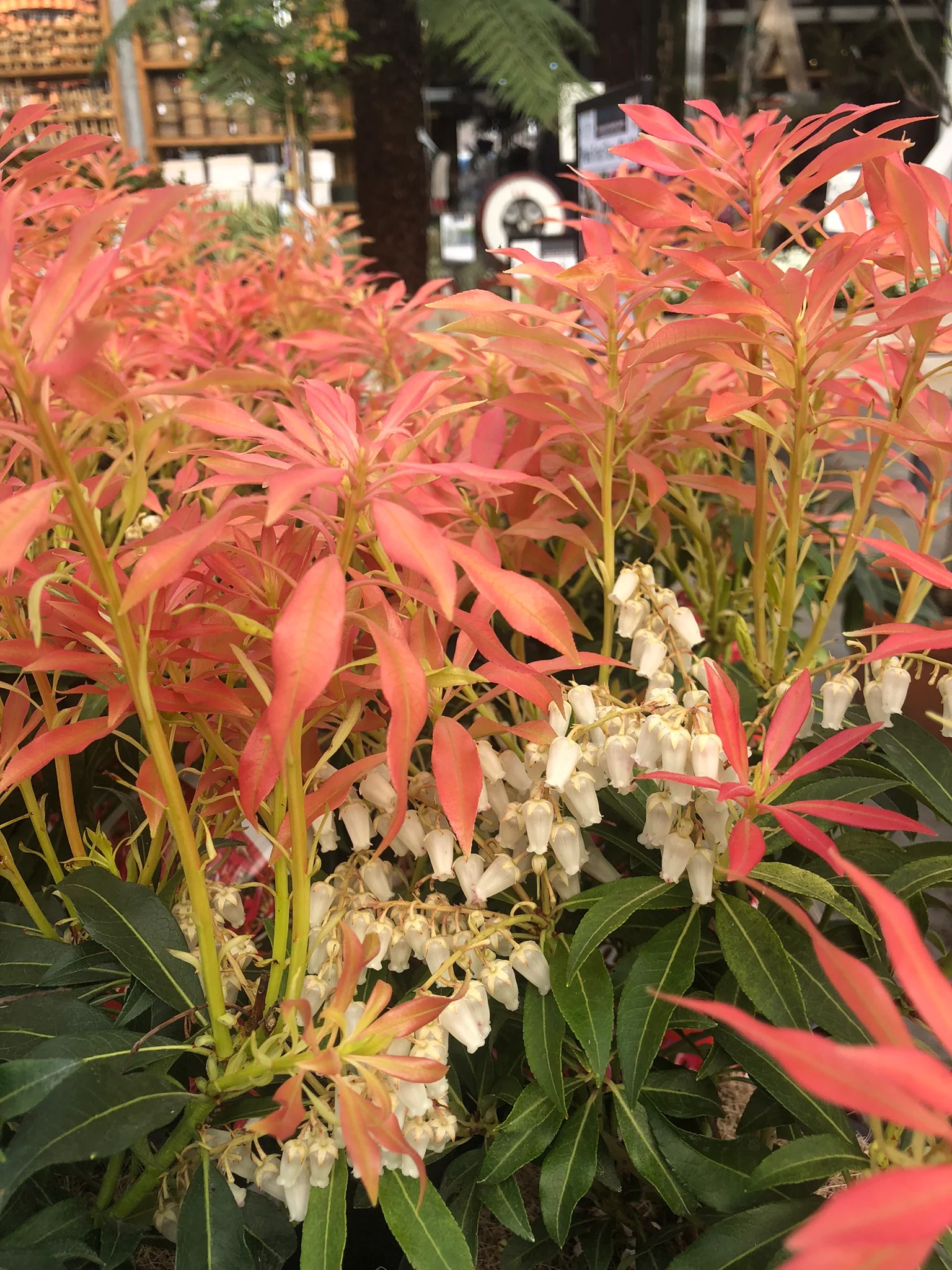 Pieris Forest Flame - Image 3