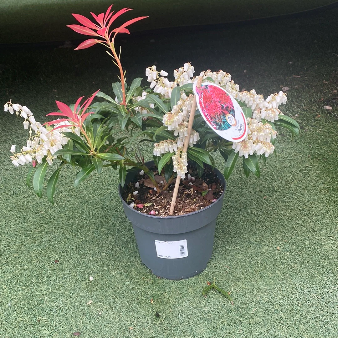 Pieris Forest Flame - Image 2