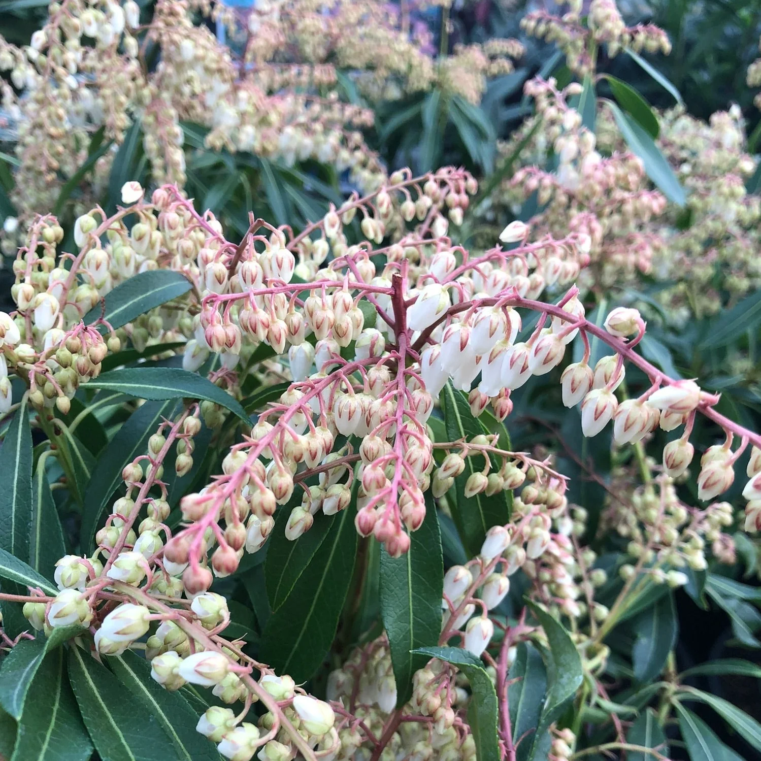 Pieris Forest Flame - Image 3