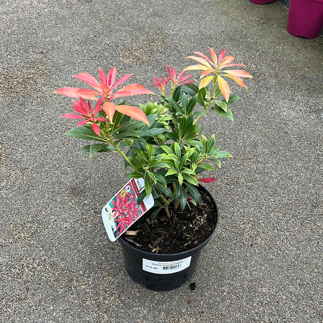 Pieris Forest Flame - Image 3