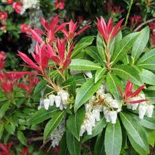 PIERIS FOREST FLAME