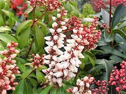 Pieris jap. Bonfire