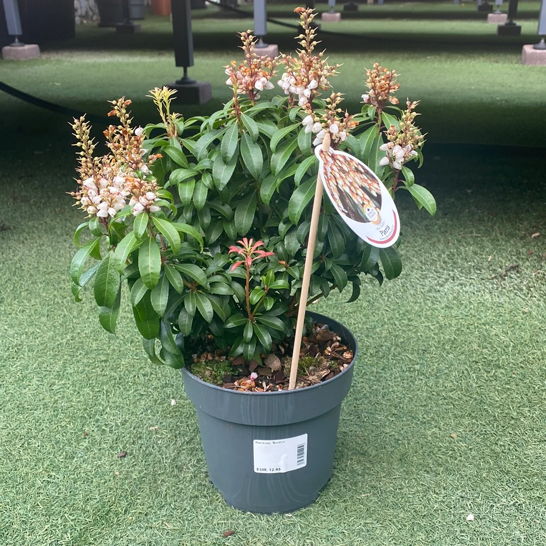 Pieris jap. Bonfire - Image 2